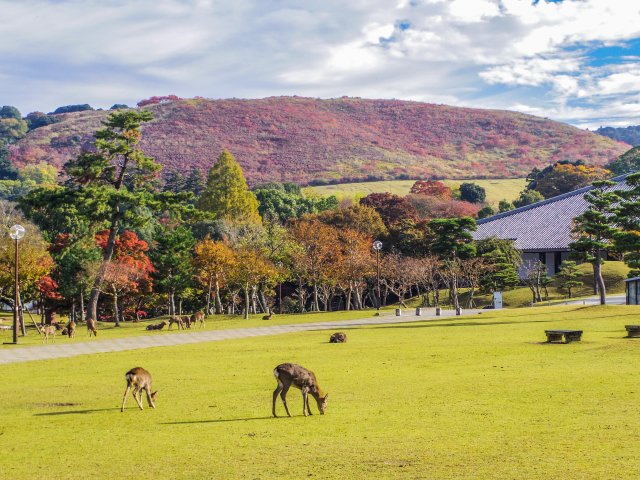 奈良県｜宿泊金高騰